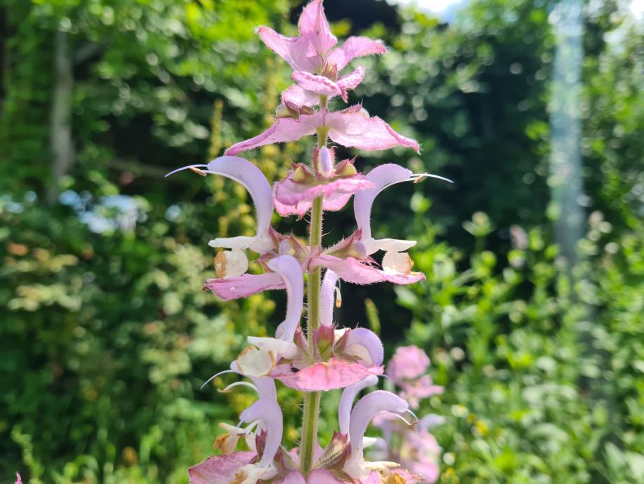 Muškatna kadulja - Salvia sclarea - sadnice