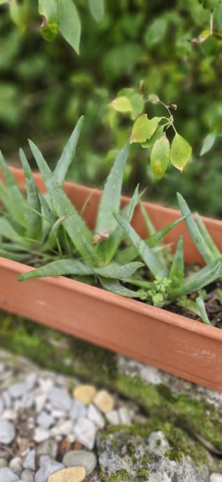 Aloe vera