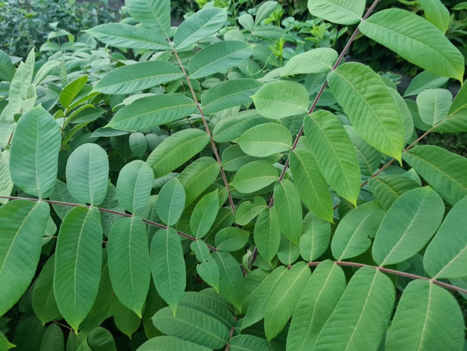 Japanski orah - Juglans ailantifolia - sadnice