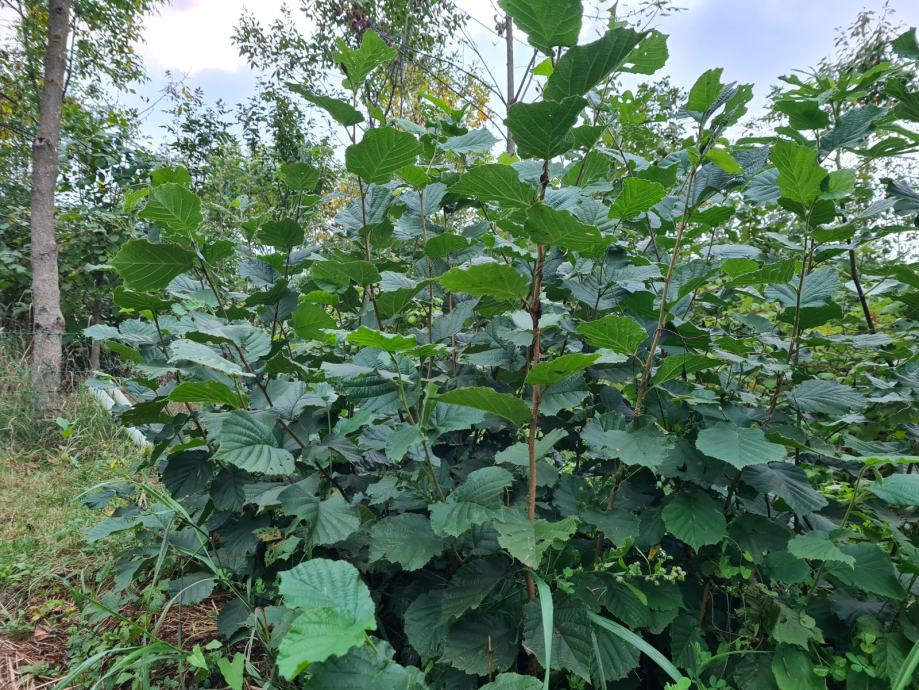 Lijeska - Lješnjak - Corylus avellana - jednogodišnje sadnice