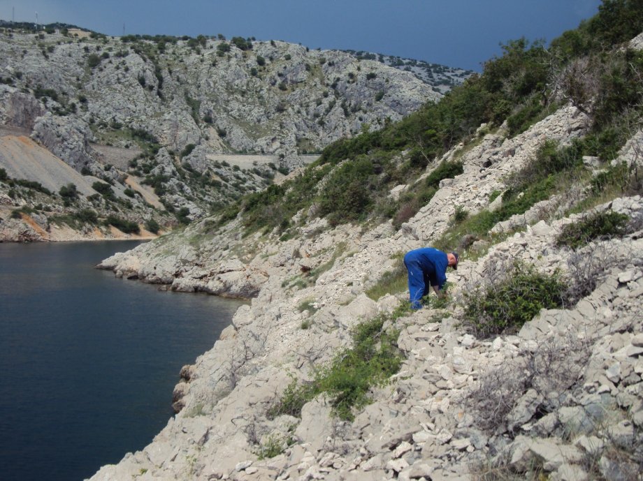 Mediteransko bilje - motar ( petrovac, šćulac)