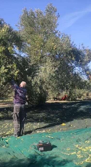 Prodajem ekstra djevičansko maslinovo ulje, Benkovac