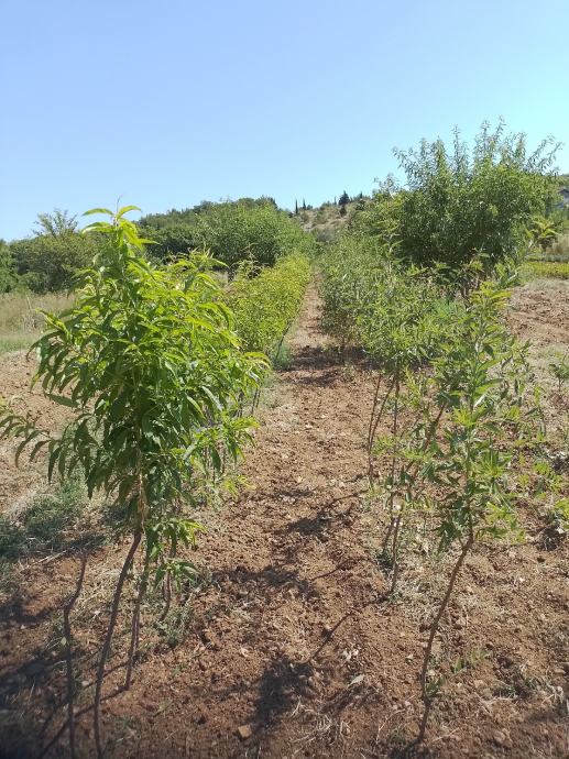 Breskva vinogradarka žuta