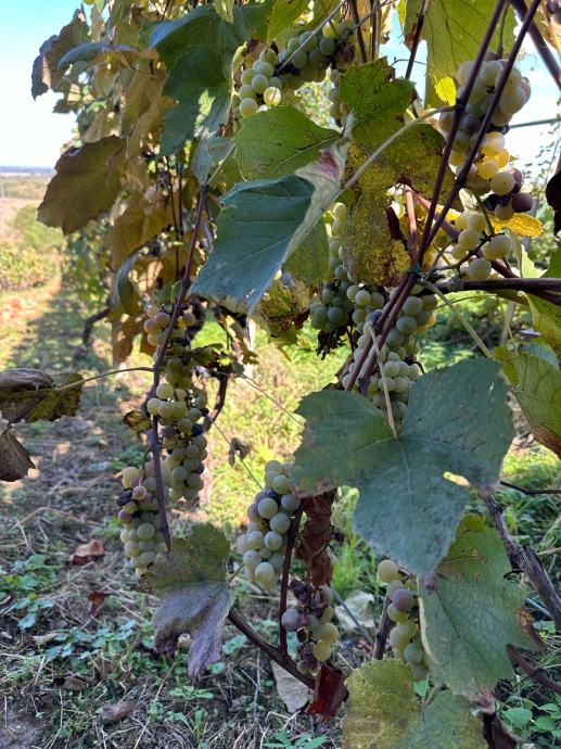 Grožđe za vino 0.90€ po kg.