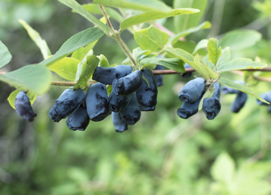 Haskap (sibirska borovnica)