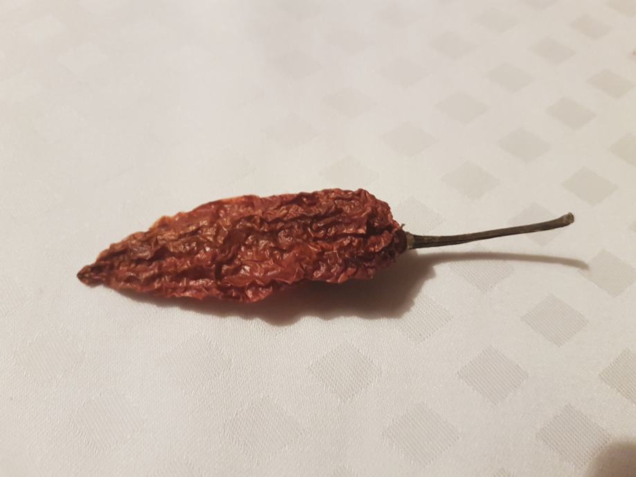 Naga Bhut Jolokia sušena chili papričica "Ghost Pepper" za samljeti